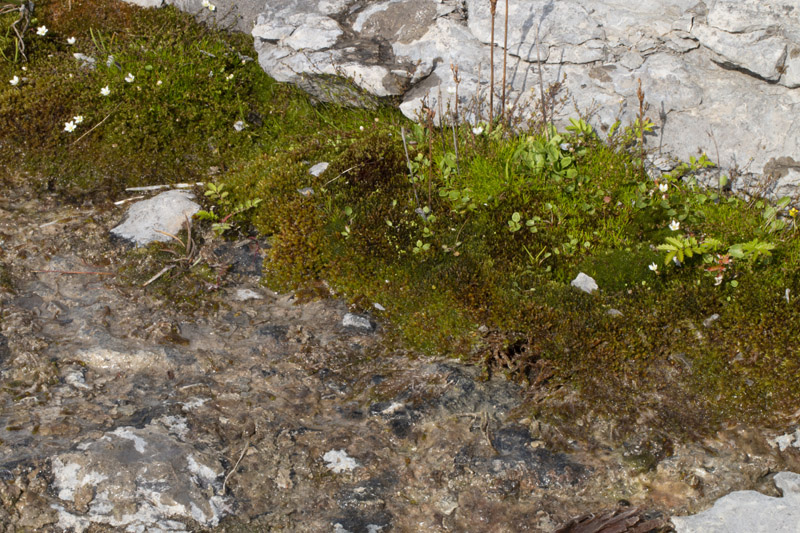 Pseudocalliergon turgescens